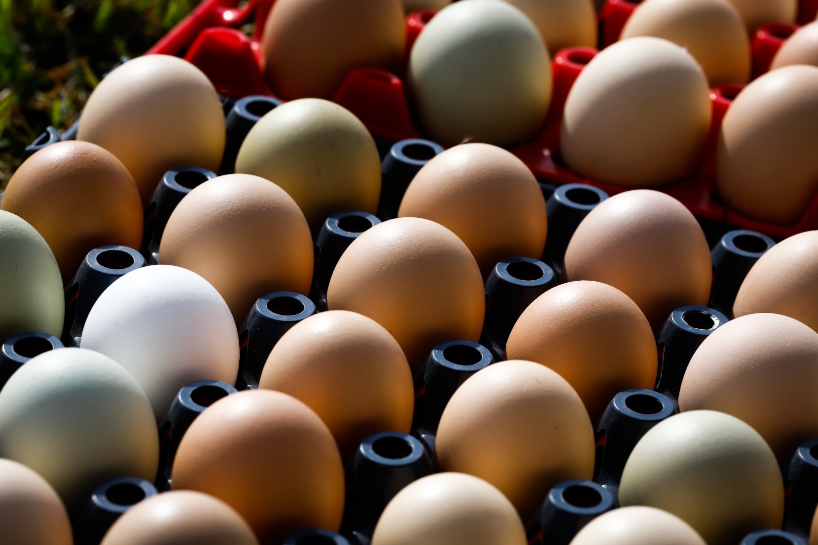 Produção de ovos no Maranhão, no segundo trimestre do ano, é quase 10 vezes maior que a população do estado, segundo IBGE